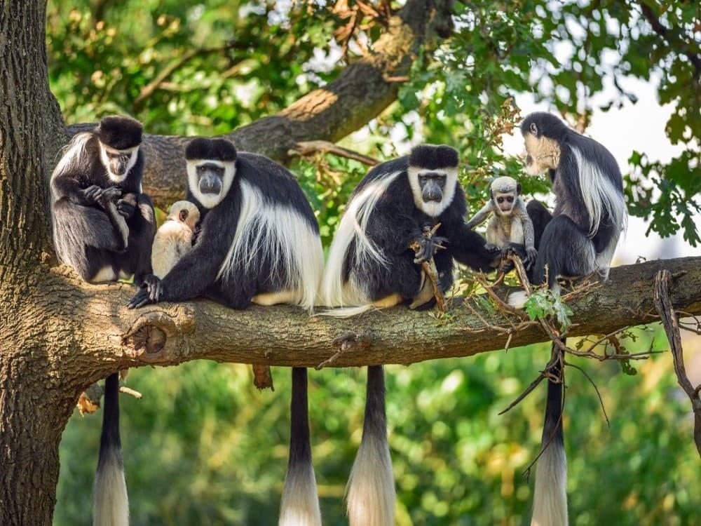 Angolan colobus monkey at Colobus Conservation near Diani Beach